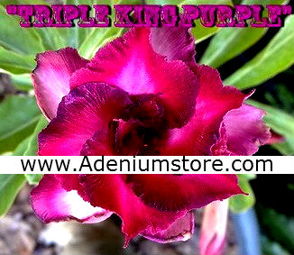 (image for) Rare Adenium Obesum \'Triple King Purple\' 5 Seeds
